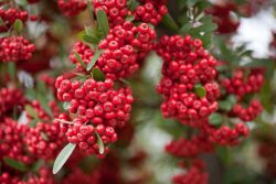 Pyracantha berries can be red, orange or yellow