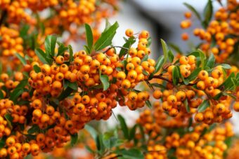 Pyracantha is grown for its berries rather than its flowers