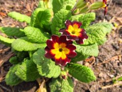 Primrose make a great part of a summer display