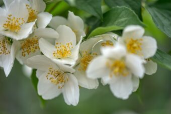 Growing Philadelphus in Containers- Growing Mock Orange