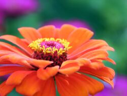 Zinnias are beautiful flowers that children like to grow.